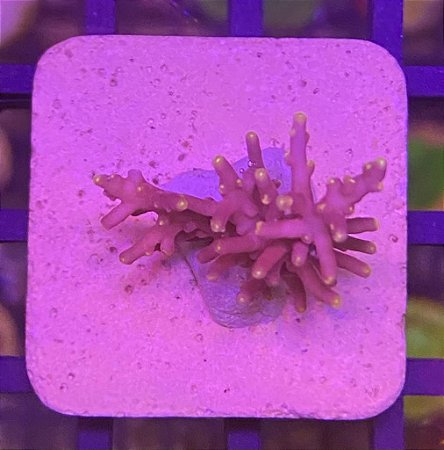 Acropora little Red Ferrari