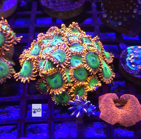 Palithoa eletric oompa loompa (o pólipo)