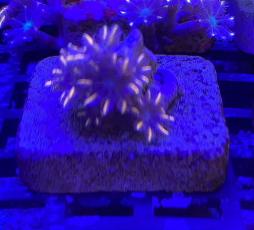 Cloves Papaya (5 pólipos)