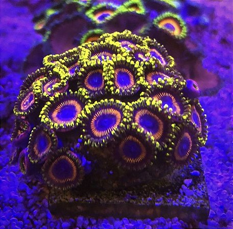 Palithoa candy crush -muda c/1 pólipo