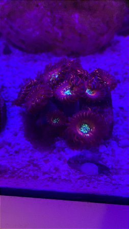 Palithoa Magicians (1 pólipo)