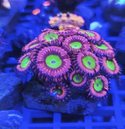 Palithoa Pink hippo (1 pólipo)