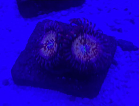 Palithoa seduction (1 pólipo )