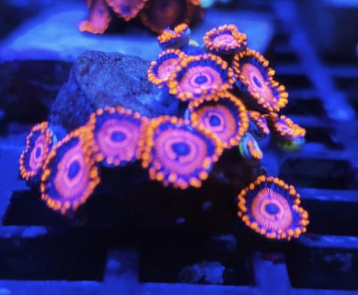 Palithoa twizzler (1 pólipo )