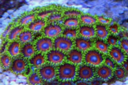 Zoanthus 6 pólipos
