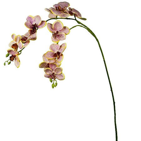 Galho De Orquídea Phalaenopsis