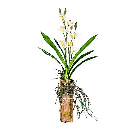 Orquídea Cimbidium Com Tronco