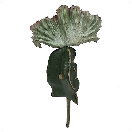 Cacto Coral Leque Artificial Premium Realista 20CM