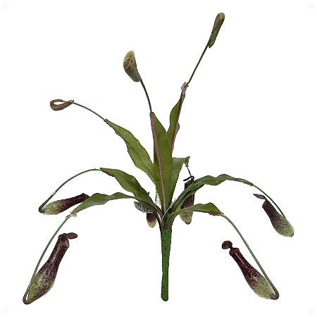 Planta Carnívora Nepenthes Artificial Premium Kit com 6