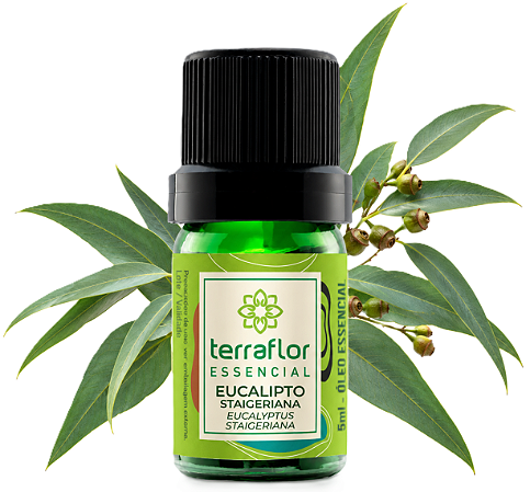Terra Flor Óleo Essencial de Eucalipto Staigeriana 5ml