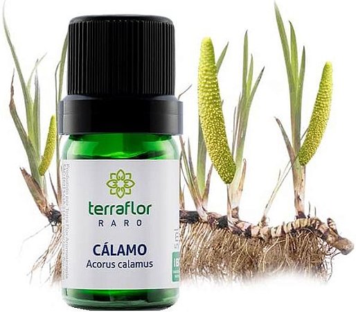 Terra Flor Óleo Essencial de Cálamo 5ml