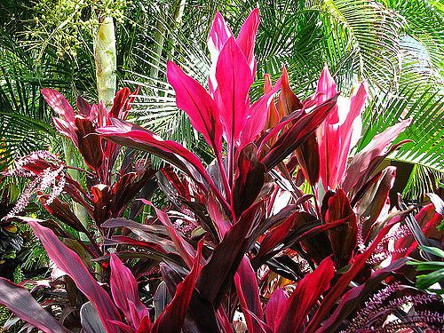 Peregun Roxo / Dracena
