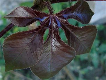 Pinhão Roxo