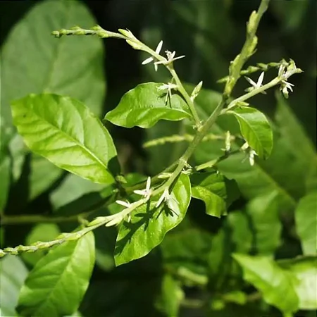 Guiné (folhas)