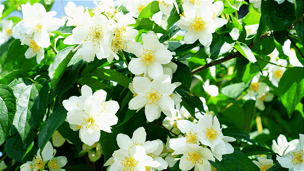 Jasmim (Flores)