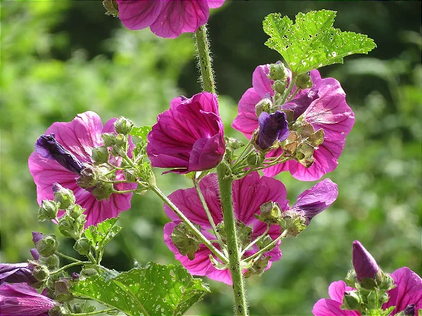 Malva (Folhas)