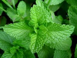 Menta Piperita (Folhas)