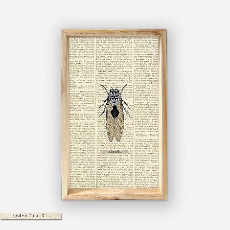 QUADRO BOX – CICADA