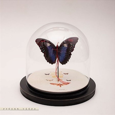 Redoma Universo - Borboleta