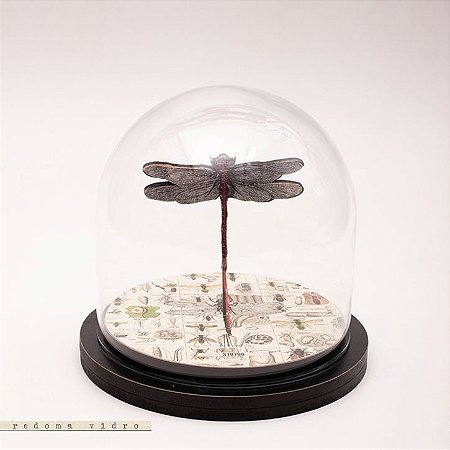 Redoma Universo - Libélula