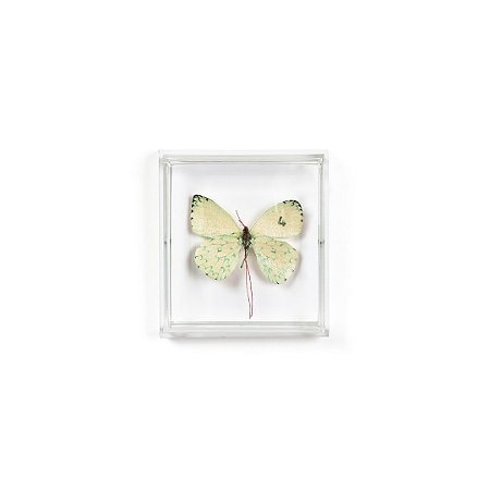 Quadro Acrilico Botânica - Borboleta Branca