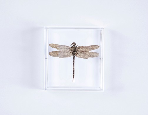 Quadro Acrilico Botânica - Libélula