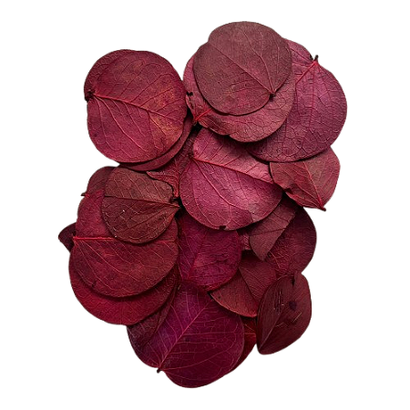 Pacote de Folha Moeda Seca. Cor: Vinho/roxo escuro