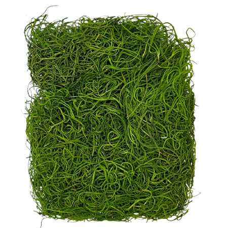 Musgo barba de velho verde
