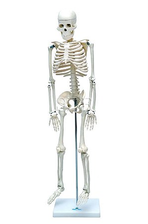 Esqueleto Humano de 85 cm com Suporte SD5002 - SDORF Scientific
