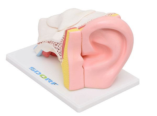 OUVIDO AMPLIADO EM 5 PARTES SD5045 – SDORF