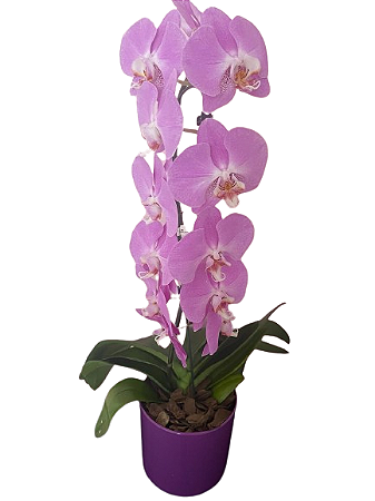 ORQUIDEA PHALE LILAS