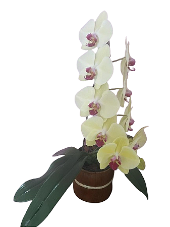 ORQUIDEA PHALE AMARELA