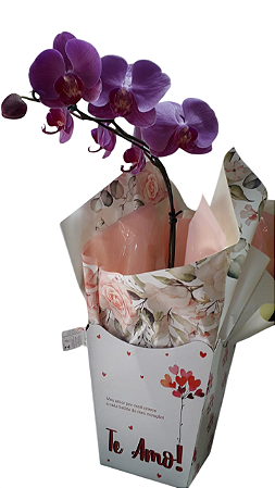 Orquídeas Phalaenopsis Roxa