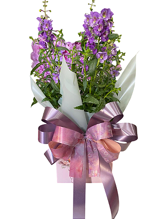 💐💜 Arranjo com Boca-de-Leão 💜💐