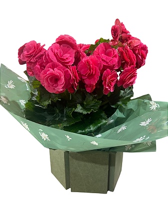 🌸 Begônia Florida em Cachepô Decorativo 🌸