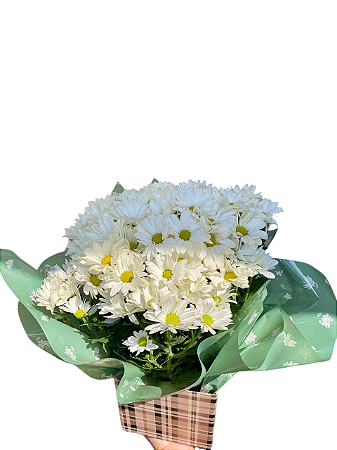 🌼 Margarida Natural em Cachepô Decorativo 🌼