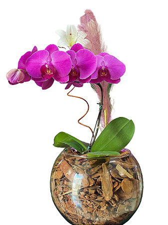 🌸💎 Orquídea Phalaenopsis no Aquário de Vidro 💎🌸