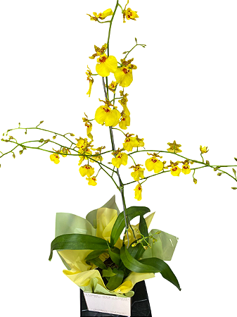 🌼💛 Orquídea Chuva de Ouro (Oncidium) 💛🌼