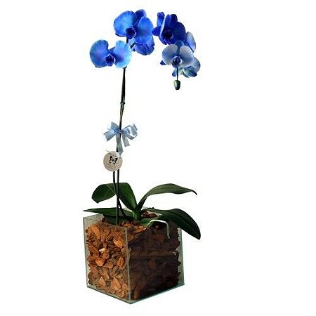 Orquídea Phalaenopsis Azul - ABC Flores -Entrega 24 horas para Coroa de  Flores 11 99898-4718