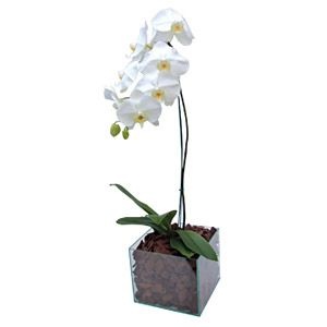 Orquídea Phalaenopsis Branca