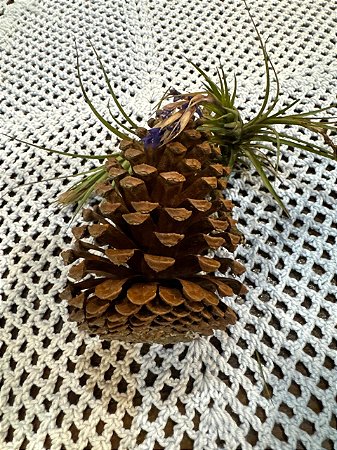 Pinhas rústicas do campo 1 unidades