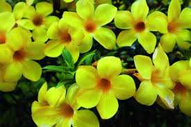 ALAMANDRA (Allamanda cathártica)
