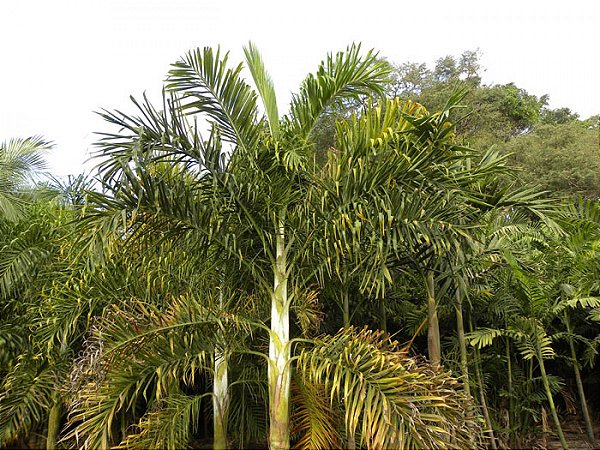 ARECA DE LOCUBA (Euterpe edulis)