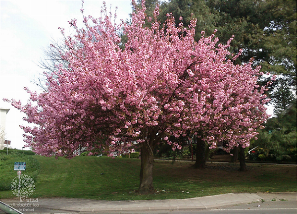 CEREJEIRA FOLHA DOURADA (Prunus serrulata)