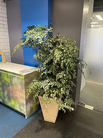 Vaso comprido Planta Preservada