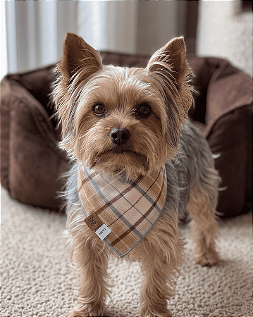 Bandana Pet Estampada COLAB Pet BENDOG