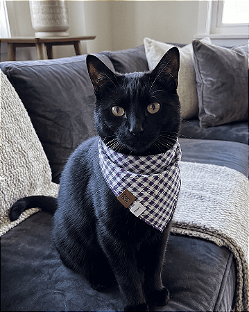 Bandana Pet Estampada COLAB Pet BENDOG