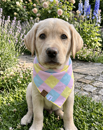 Bandana Pet Estampada COLAB Pet BENDOG