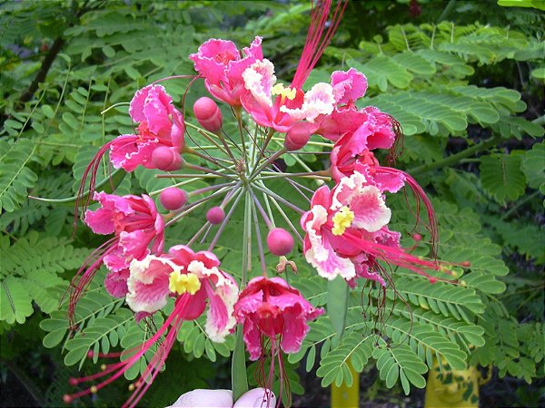 Flamboyant Rosa (Sementes) Caesalpinia pulcherrima