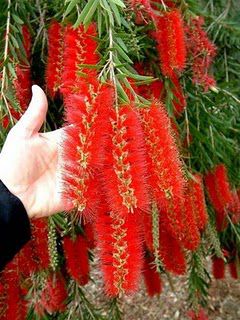 Escova de Garrafa (Sementes) Callistemon lanceolatus